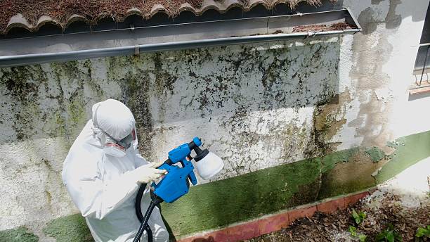 Top rated local Basement Mold Removal specialists in Charlotte Hall, MD